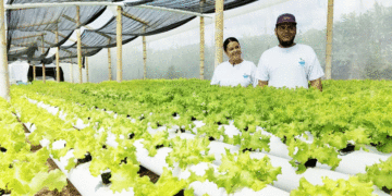 Pareja de esposos cultiva lechuga tipo exportación en Toro