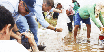 Sembratón de peces en el Lago Calima