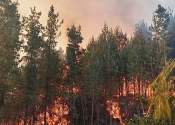 Devastador incendio forestal en Puerto Frazadas en Tuluá; bomberos tratar de contener las llamas