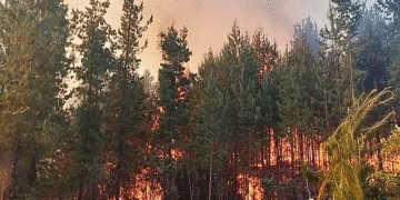 Devastador incendio forestal en Puerto Frazadas en Tuluá; bomberos tratar de contener las llamas