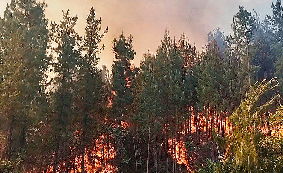 Devastador incendio forestal en Puerto Frazadas en Tuluá; bomberos tratar de contener las llamas