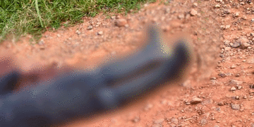 Doble homicidio en zona rural de Tuluá; pareja fue encontrada sin vida en plena vía