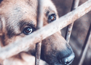 En el Valle se han denunciado más de 200 casos de maltrato animal