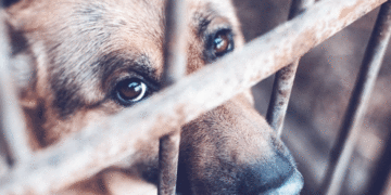 En el Valle se han denunciado más de 200 casos de maltrato animal