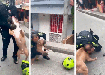 Polémica en Manizales por la muerte de un perro pitbull a manos de la policía