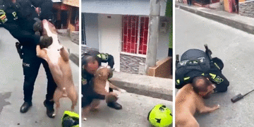 Polémica en Manizales por la muerte de un perro pitbull a manos de la policía