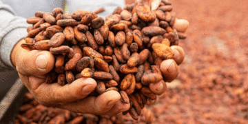 En La Victoria fortalecen líneas de producción del cacao