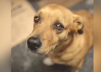 En Tuluá fortalecen ruta de atención animal