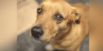 En Tuluá fortalecen ruta de atención animal