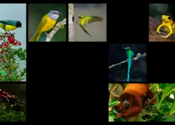 Escuche el himno de Colombia interpretado por ballenas, jaguares y diversos pájaros