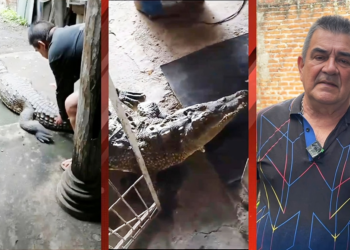 La Ñata’, el cocodrilo mascota que vivió en el patio de una casa durante 54 años, no podría ser liberado porque no aprendió cómo defenderse