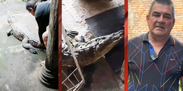 La Ñata’, el cocodrilo mascota que vivió en el patio de una casa durante 54 años, no podría ser liberado porque no aprendió cómo defenderse