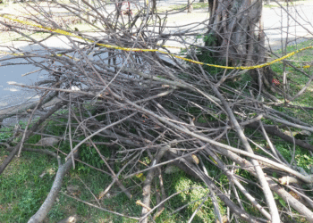 La poda quedó a medias en la Transversal 12 ¿Quién recoge los residuos?