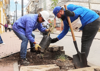 Palmas del Centro Histórico de Buga se reemplazan por jardines floridos