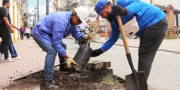 Palmas del Centro Histórico de Buga se reemplazan por jardines floridos