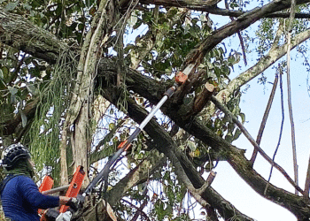 Por inicio de las lluvias se podarán árboles de manera controlada
