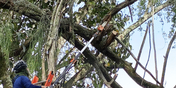 Por inicio de las lluvias se podarán árboles de manera controlada