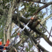 Por inicio de las lluvias se podarán árboles de manera controlada