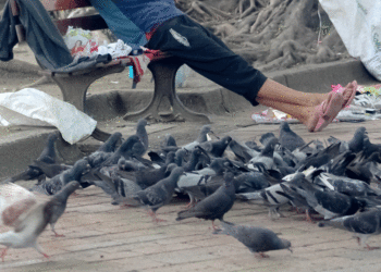 Buga enfrenta problema de sobre población de palomas