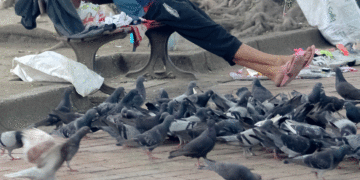 Buga enfrenta problema de sobre población de palomas