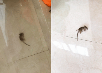 Invasión de ratonesen barrio El Retiro; la problemática se ha acrecentado en las últimas semanas