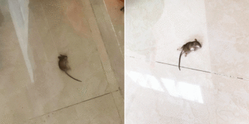 Invasión de ratonesen barrio El Retiro; la problemática se ha acrecentado en las últimas semanas