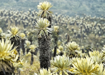 POT ambiental de Tuluá fue revisado