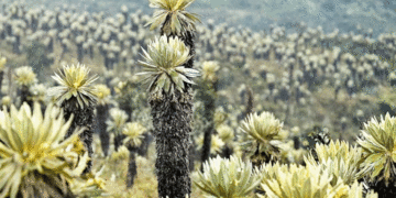 POT ambiental de Tuluá fue revisado