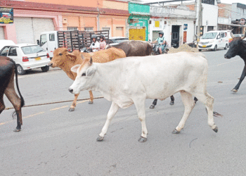 Paseo vacuno por la carrera 30