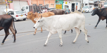 Paseo vacuno por la carrera 30