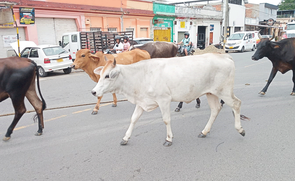 Paseo vacuno por la carrera 30