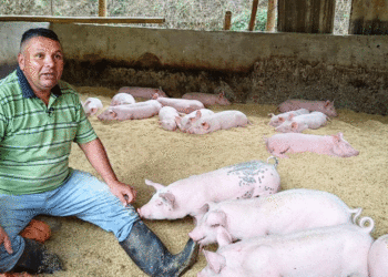 Héctor Fabio Pulido: El Agricultor Sostenible que Revoluciona la Cría de Cerdos con Cascarilla de Arroz en Bolívar