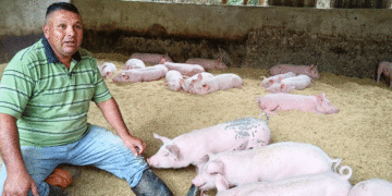 Héctor Fabio Pulido: El Agricultor Sostenible que Revoluciona la Cría de Cerdos con Cascarilla de Arroz en Bolívar