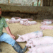 Héctor Fabio Pulido: El Agricultor Sostenible que Revoluciona la Cría de Cerdos con Cascarilla de Arroz en Bolívar