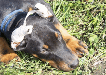 Prohibidas las prácticas estéticas a los animales; fin a los cortes de orejas y colas