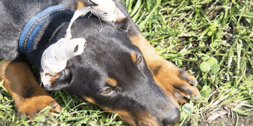 Prohibidas las prácticas estéticas a los animales; fin a los cortes de orejas y colas