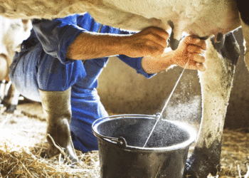 «Gobierno nacional sí ha fortalecido a los lecheros»: Viceministra de Agricultura