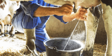 «Gobierno nacional sí ha fortalecido a los lecheros»: Viceministra de Agricultura