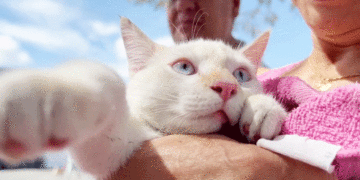 Violencia intrafamiliar afecta a los animales; ellos también son agredidos