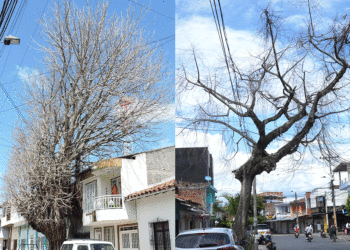 Árboles que mueren por la mano criminal del hombre en Tuluá(Más Caucherazos aquí) 👇🏽 