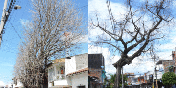 Árboles que mueren por la mano criminal del hombre en Tuluá(Más Caucherazos aquí) 👇🏽 