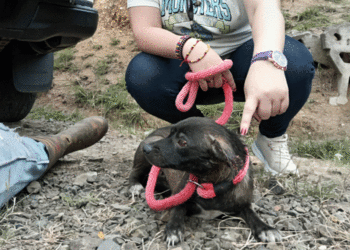 Buga intensifica operativos de rescate animal: Perros maltratados reciben atención en el CBA