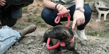 Buga intensifica operativos de rescate animal: Perros maltratados reciben atención en el CBA