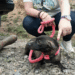 Buga intensifica operativos de rescate animal: Perros maltratados reciben atención en el CBA