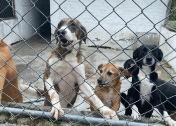 Centro de Bienestar Animal de Buga: referente regional en cuidado y adopción responsable