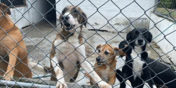 Centro de Bienestar Animal de Buga: referente regional en cuidado y adopción responsable