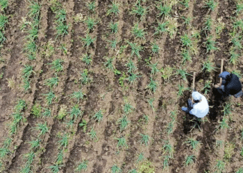 Compra de tierra para las víctimas del conflicto esta por debajo de las metas, dice la Procuraduría