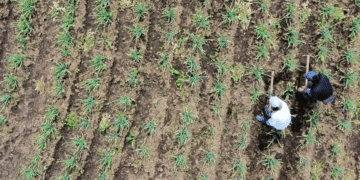 Compra de tierra para las víctimas del conflicto esta por debajo de las metas, dice la Procuraduría