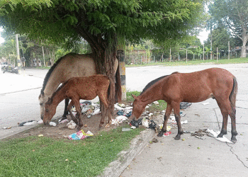La caballeriza más grande al aire libre está en Tuluá (Más Caucherazos aquí) 👇🏽 