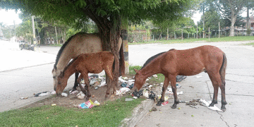 La caballeriza más grande al aire libre está en Tuluá (Más Caucherazos aquí) 👇🏽 